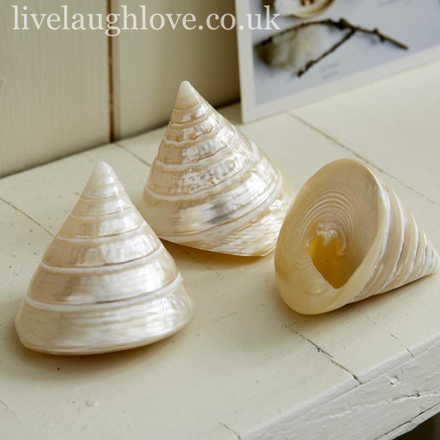 Set Of 3 Pearlised Troca Shells - LIVE LAUGH LOVE LIMITED
