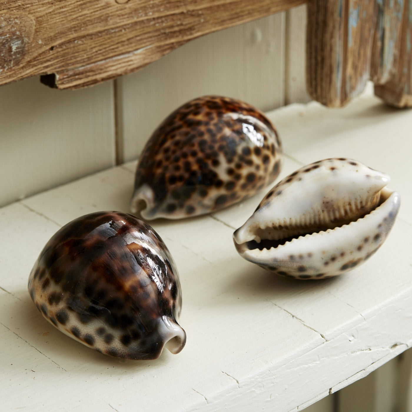 Set Of 3 Tiger Cowrie Shells - LIVE LAUGH LOVE LIMITED