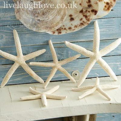 Set Of 5 Decorative Natural Starfish - LIVE LAUGH LOVE LIMITED