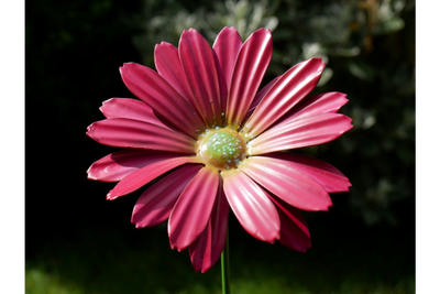 Set of 6 Metal Flower Garden Stakes – Colourful Garden Decorations