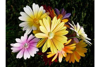 Set of 6 Metal Flower Garden Stakes – Colourful Garden Decorations