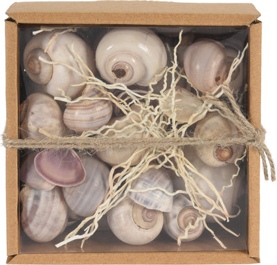 Natural Sea Shell Set in Kraft Display Box – Coastal Décor & Craft Use