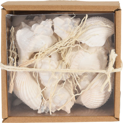 Natural Sea Shell Set in Kraft Display Box – Coastal Décor & Craft Use