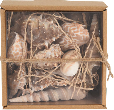 Natural Sea Shell Set in Kraft Display Box – Coastal Décor & Craft Use