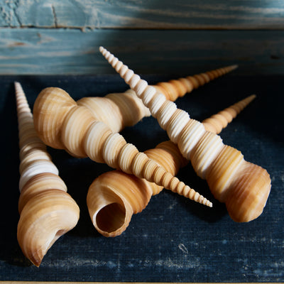 Set of 5 Terebra Turritella Shells – Natural Spiral Seashells Assorted