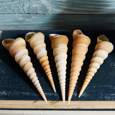 Set of 5 Terebra Turritella Shells – Natural Spiral Seashells Assorted