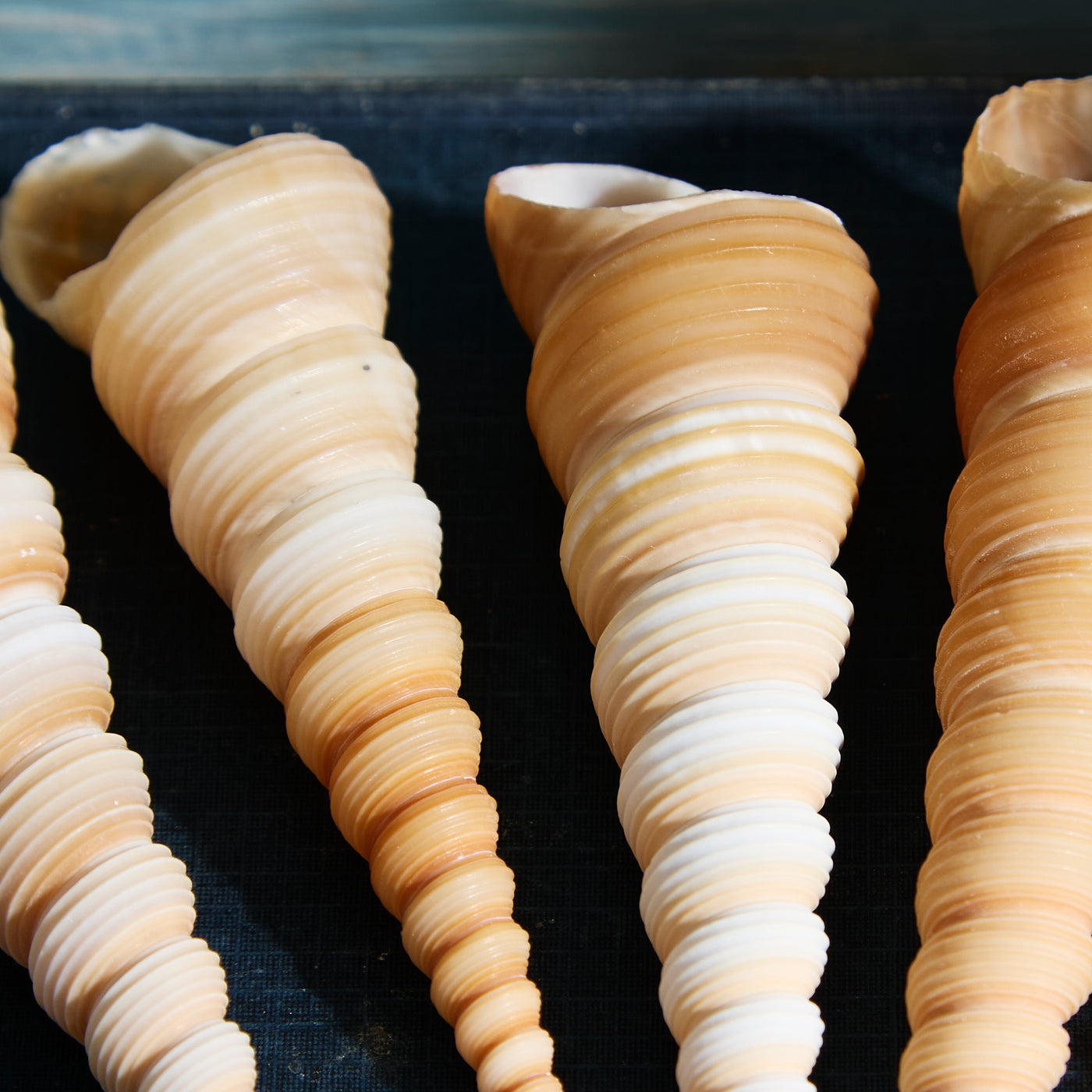 Set of 5 Terebra Turritella Shells – Natural Spiral Seashells Assorted