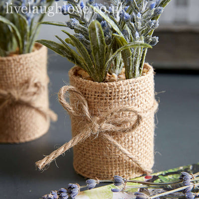 Rustic Lavender Potted Bundle in Burlap Wrap- Set Of Three