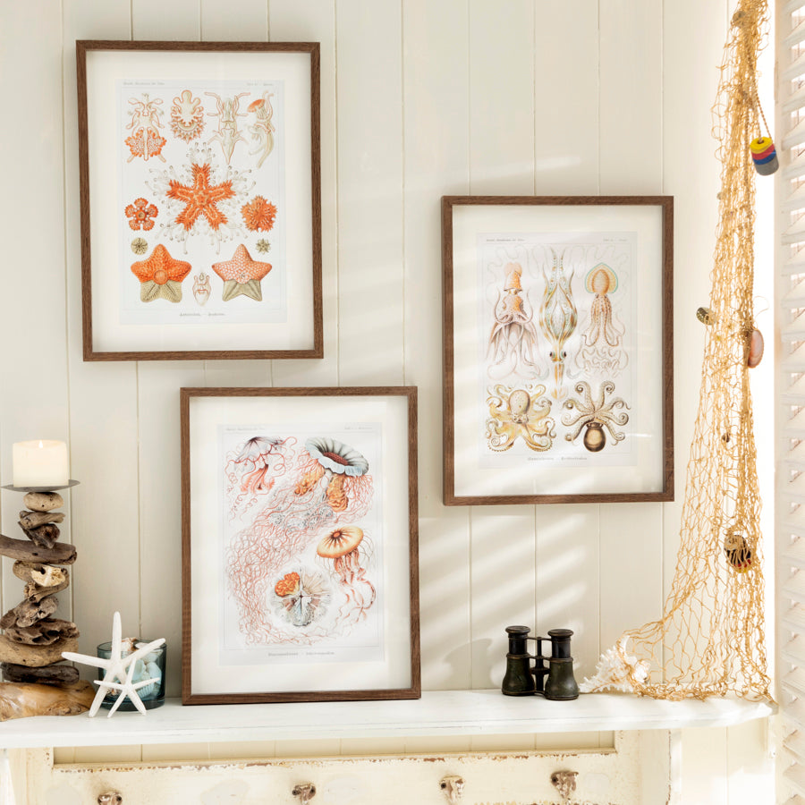 Set of 3 Framed Vintage Marine Life Prints - Nautical Wall Art Decor