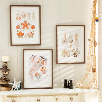 Set of 3 Framed Vintage Marine Life Prints - Nautical Wall Art Decor