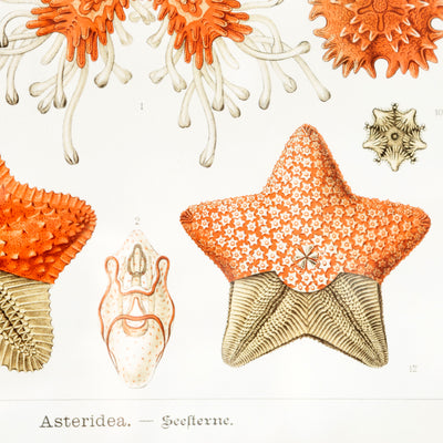 Set of 3 Framed Vintage Marine Life Prints - Nautical Wall Art Decor