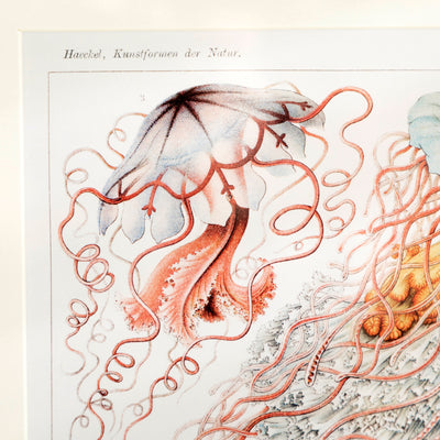 Set of 3 Framed Vintage Marine Life Prints - Nautical Wall Art Decor