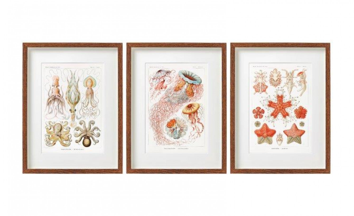 Set of 3 Framed Vintage Marine Life Prints - Nautical Wall Art Decor