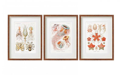 Set of 3 Framed Vintage Marine Life Prints - Nautical Wall Art Decor