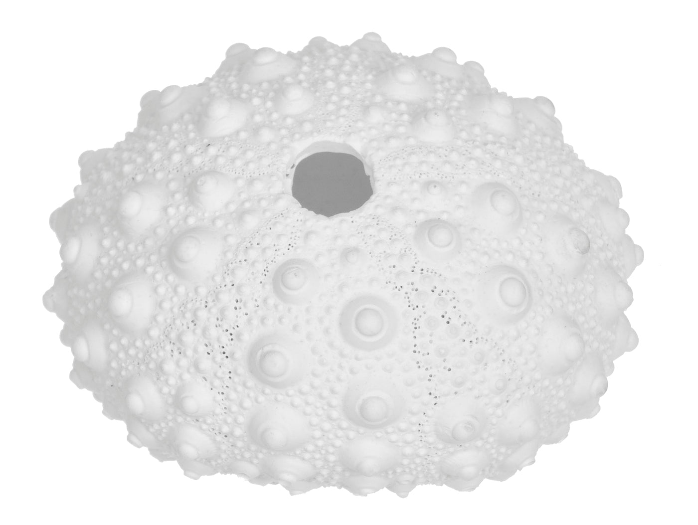 White Coral Reef Coastal Ornament