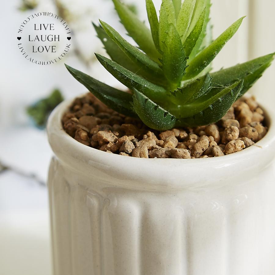 12cm Succulent In Ceramic Pot - White & Green - LIVE LAUGH LOVE LIMITED