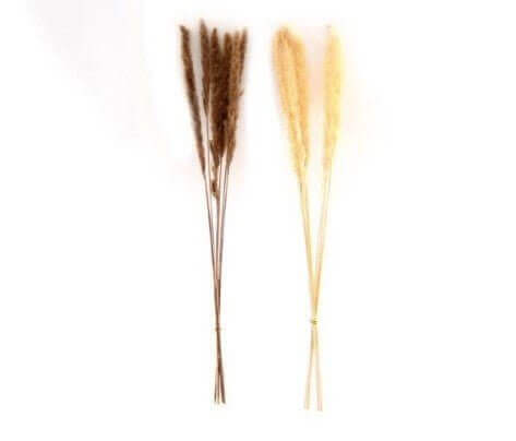 6 Stems Pampas Grass 80cm - LIVE LAUGH LOVE LIMITED