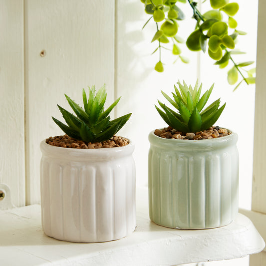 Succulent In Ceramic Pot - White & Green