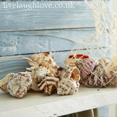 Natural Shells In Net Bag - LIVE LAUGH LOVE LIMITED