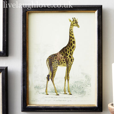 Safari Animal Prints - Set Of 3 - LIVE LAUGH LOVE LIMITED