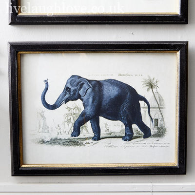 Safari Animal Prints - Set Of 3 - LIVE LAUGH LOVE LIMITED