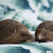 Set of 2 Hedgehogs - LIVE LAUGH LOVE LIMITED