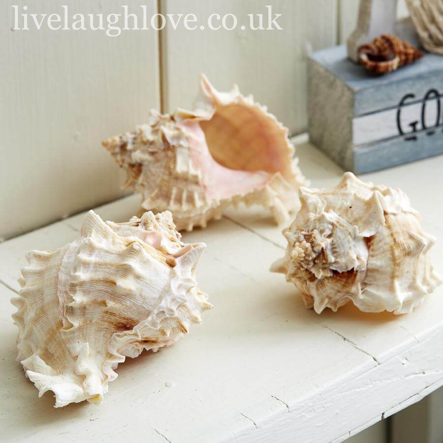 Set Of 3 Rose Murex Shells - LIVE LAUGH LOVE LIMITED