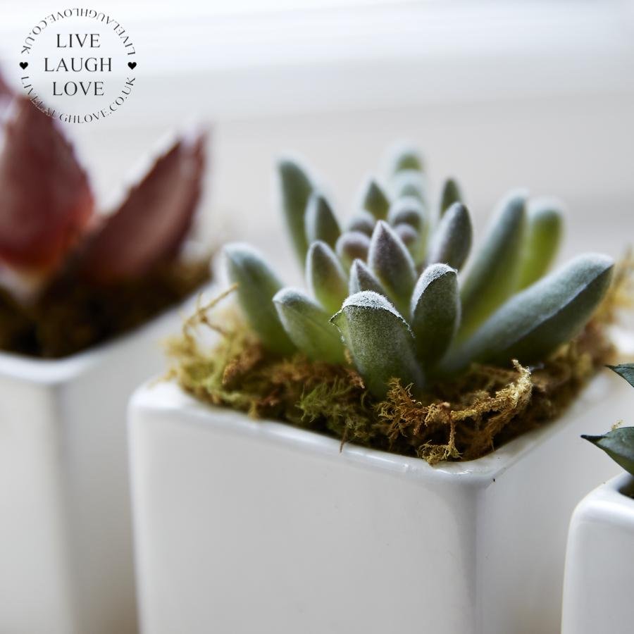 Set Of 3 Succulents In Ceramic Pots On Tray - LIVE LAUGH LOVE LIMITED
