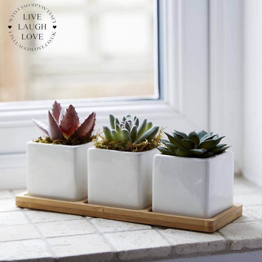 Set Of 3 Succulents In Ceramic Pots On Tray - LIVE LAUGH LOVE LIMITED