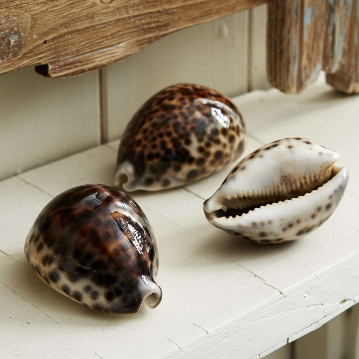 Set Of 3 Tiger Cowrie Shells  Live Laugh Love – LIVE LAUGH LOVE LIMITED