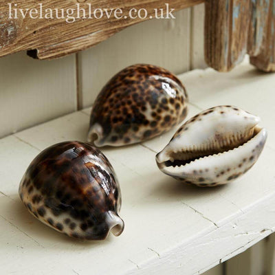 Set Of 3 Tiger Cowrie Shells - LIVE LAUGH LOVE LIMITED