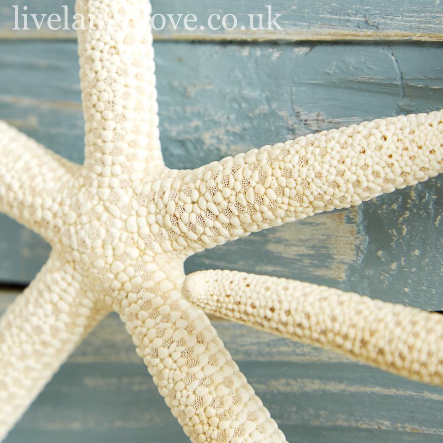 Set Of 5 Decorative Natural Starfish - LIVE LAUGH LOVE LIMITED