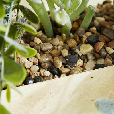 Succulent Crate - LIVE LAUGH LOVE LIMITED